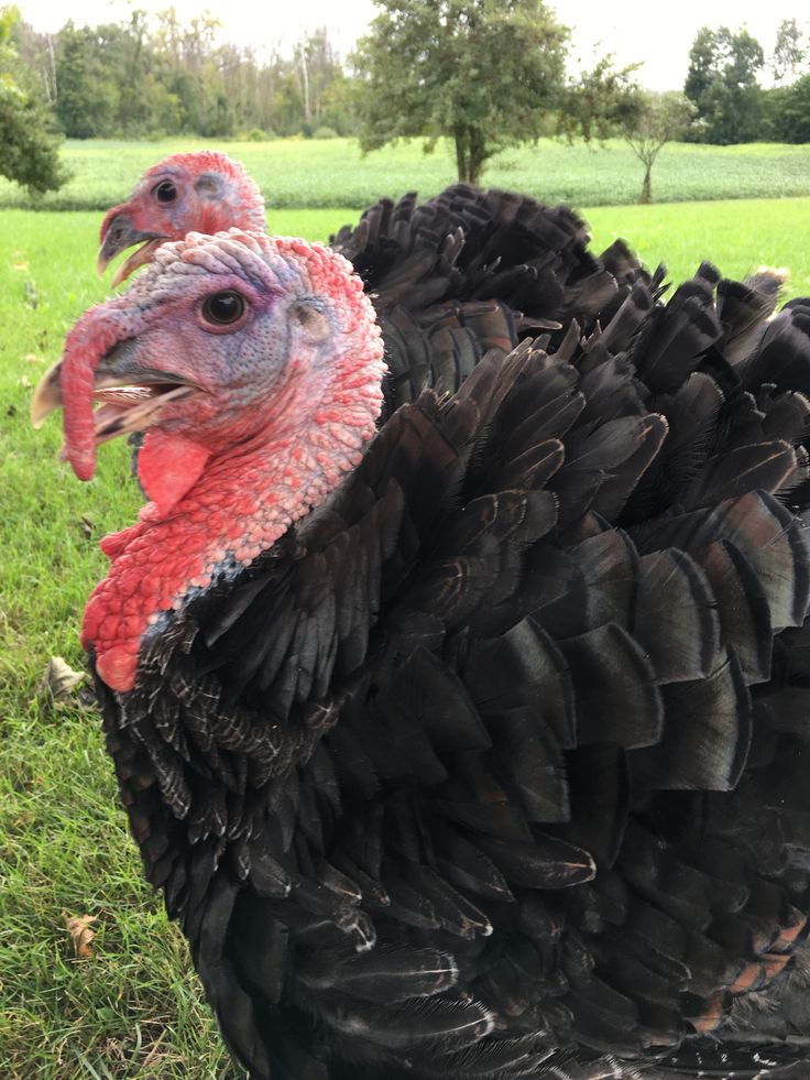 Turkey  — detail 1