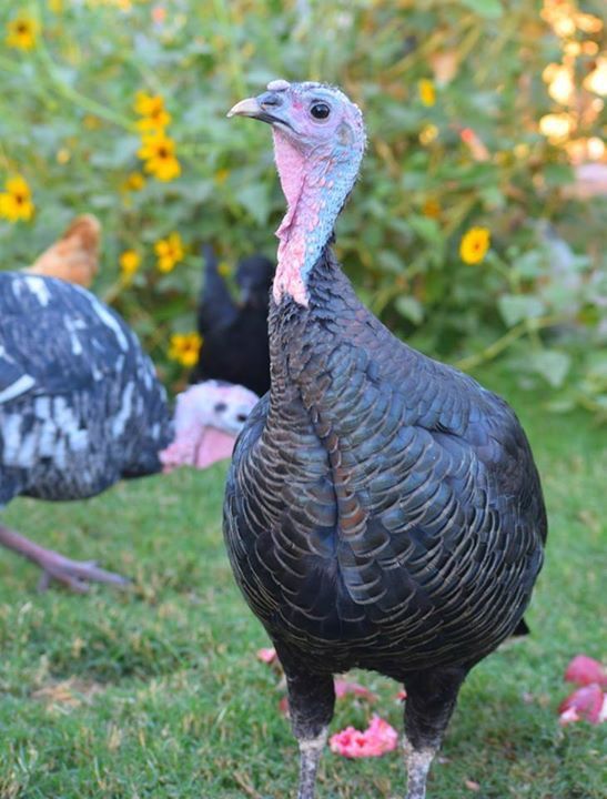 Turkey  — detail 2
