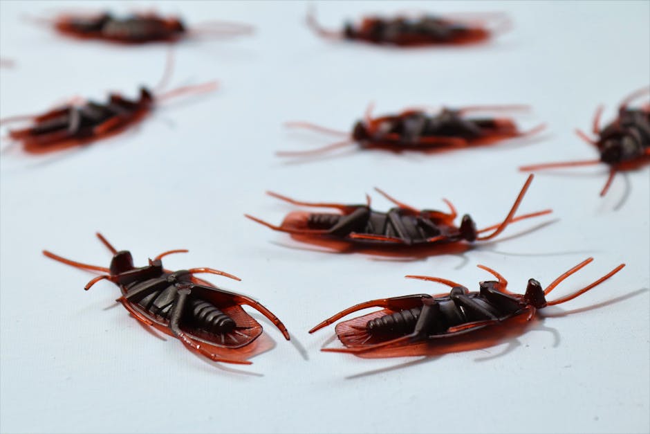 Top-Quality Cleaning & Pest Control Services Across Qatar